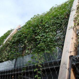 Ivy Climbing Mesh