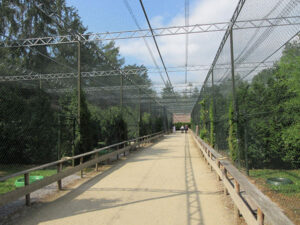 Walk Through Aviary Mesh